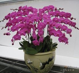 愁颜不展成语接龙游戏
