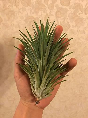 不一样的午餐