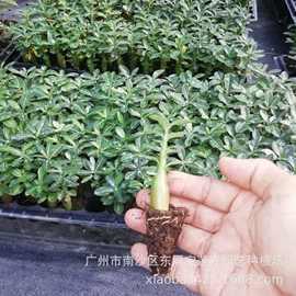 我只想有一只魔杖