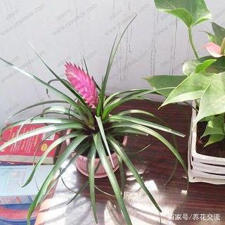 伊始春归