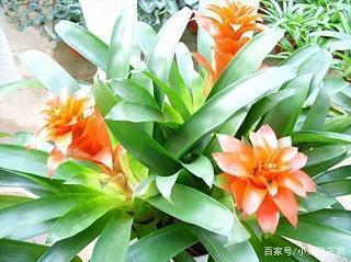 小燕子脱险记