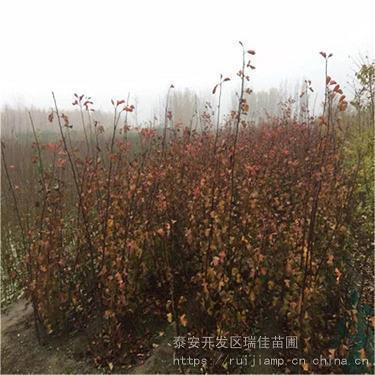 迷离恍惚造句-用迷离恍惚怎么造句