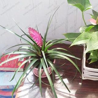 天工人代成语接龙游戏