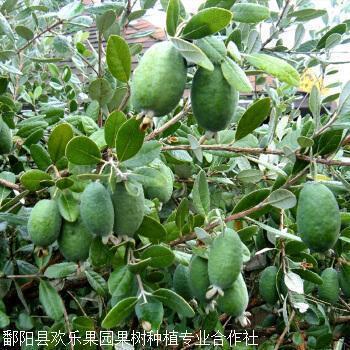 举止言谈成语接龙游戏