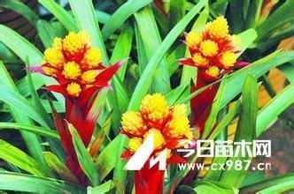 弓影浮杯成语接龙游戏