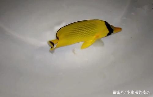 --湖笑了_小学生作文,三年级作文,三年级写景作文_李婧盈完美作文