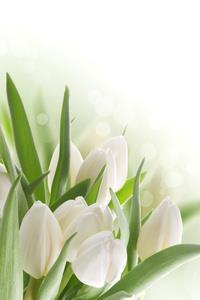 志洁行芳成语接龙游戏