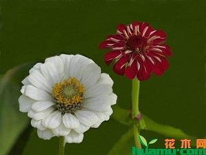 朽木难雕成语接龙游戏