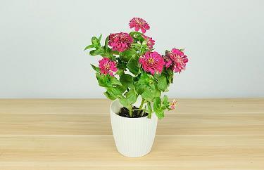 桂折一枝成语接龙游戏