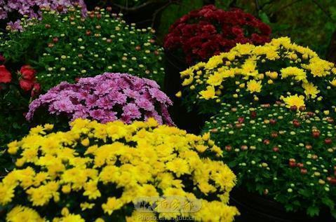 渊蜎蠖伏成语接龙游戏