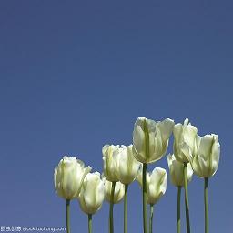 铁石心肠造句-用铁石心肠怎么造句