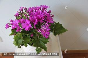强不凌弱成语接龙游戏
