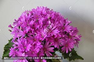 自取灭亡造句-用自取灭亡怎么造句