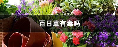 掩耳盗铃造句-用掩耳盗铃怎么造句