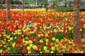 殆无虚日成语接龙游戏