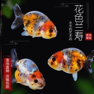 六一的收获