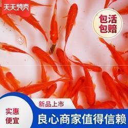 群空冀北成语接龙游戏