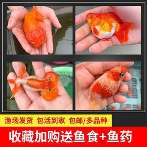 不露形色成语接龙游戏