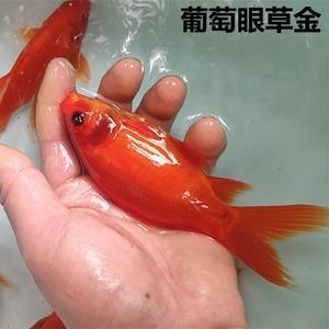 焚林而猎造句-用焚林而猎怎么造句