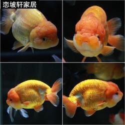 会魔法的《山海秘传》_高中生作文,高一作文,高一写景作文_达韧完美作文