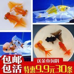 接踵比肩成语接龙游戏