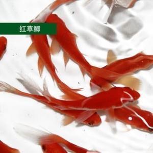 七窍玲珑成语接龙游戏