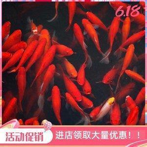 包羞忍耻成语接龙游戏