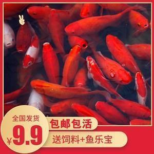 腾声飞实成语接龙游戏