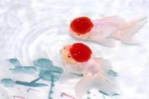 同恶相救成语接龙游戏