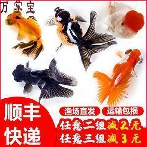 一惊非小成语接龙游戏