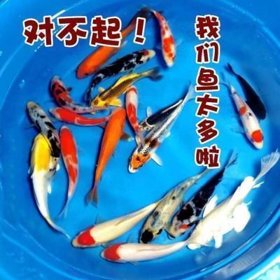 捱三顶五成语接龙游戏