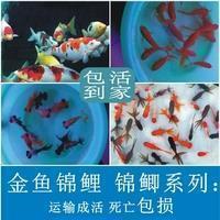 染翰操觚成语接龙游戏