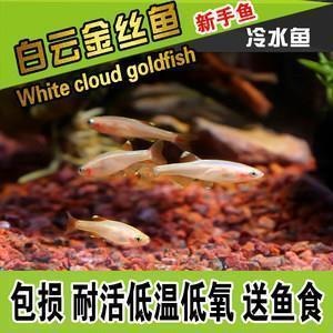 择邻而居成语接龙游戏