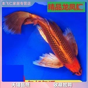 七彩风筝七色童年