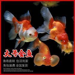 微乎其微成语接龙游戏