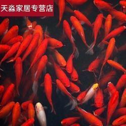世态炎凉成语接龙游戏
