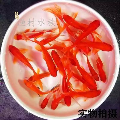 轻繇薄赋成语接龙游戏