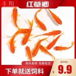 悖入悖出成语接龙游戏