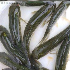 依门傍户成语接龙游戏