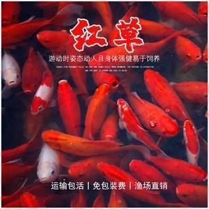 日累月积成语接龙游戏