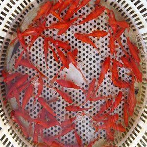 《七色花》童话故事续编_小学生作文,五年级作文,五年级叙事作文_康丽完美作文