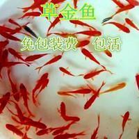 缨緌之徒成语接龙游戏