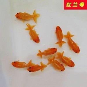小猫
