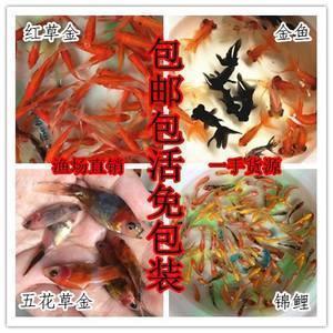 乡乡而饱成语接龙游戏