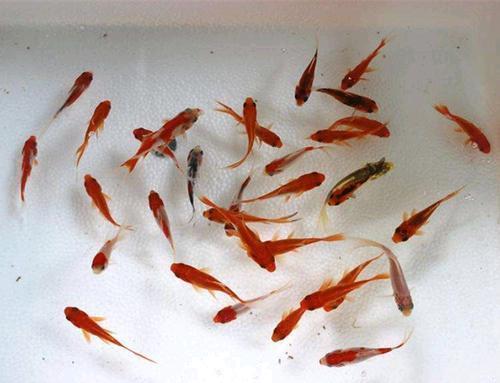 岳峙渊渟成语接龙游戏