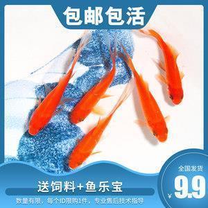 单刀赴会成语接龙游戏