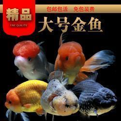 锅中活鱼打一成语