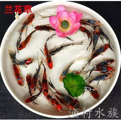 粗心大意造句-用粗心大意怎么造句