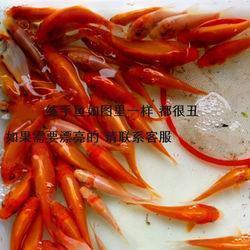 乌踆兔走成语接龙游戏