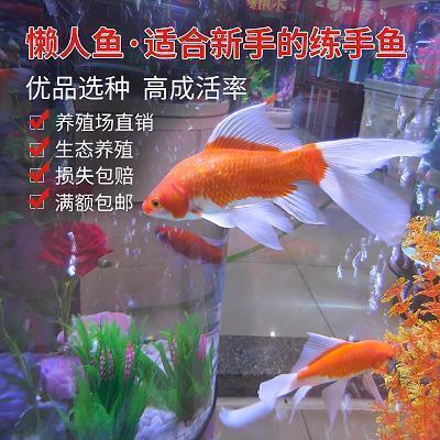 小鸡过河